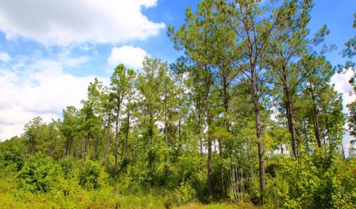 Photo of UNDER CONTRACT!  217 ac Timber and Hunting Land for Sale in Jones County NC!