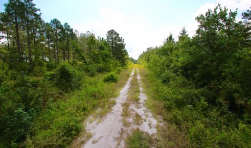 Photo of UNDER CONTRACT!  217 ac Timber and Hunting Land for Sale in Jones County NC!