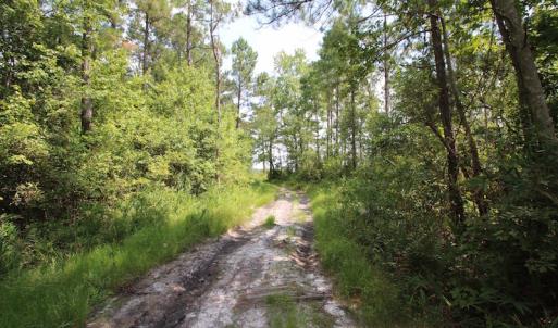 Photo of UNDER CONTRACT!  217 ac Timber and Hunting Land for Sale in Jones County NC!