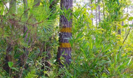 Photo of UNDER CONTRACT!  217 ac Timber and Hunting Land for Sale in Jones County NC!