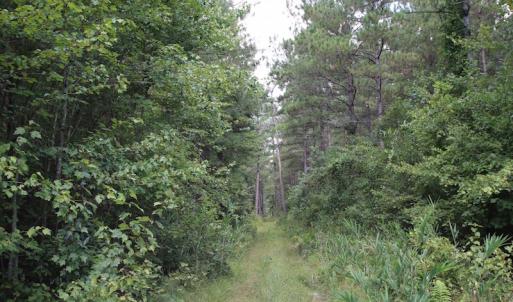 Photo of UNDER CONTRACT!  217 ac Timber and Hunting Land for Sale in Jones County NC!