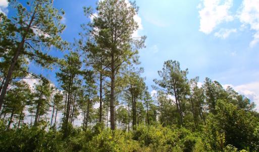 Photo of UNDER CONTRACT!  217 ac Timber and Hunting Land for Sale in Jones County NC!