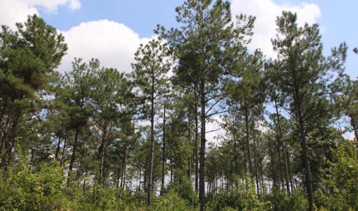 Photo of UNDER CONTRACT!  217 ac Timber and Hunting Land for Sale in Jones County NC!