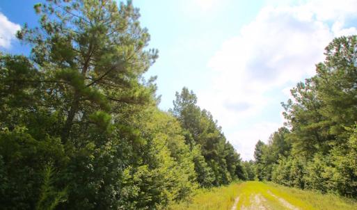 Photo of UNDER CONTRACT!  217 ac Timber and Hunting Land for Sale in Jones County NC!
