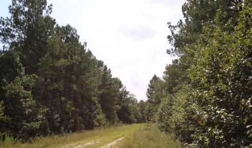 Photo of UNDER CONTRACT!  217 ac Timber and Hunting Land for Sale in Jones County NC!