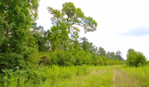 Photo of UNDER CONTRACT!  217 ac Timber and Hunting Land for Sale in Jones County NC!