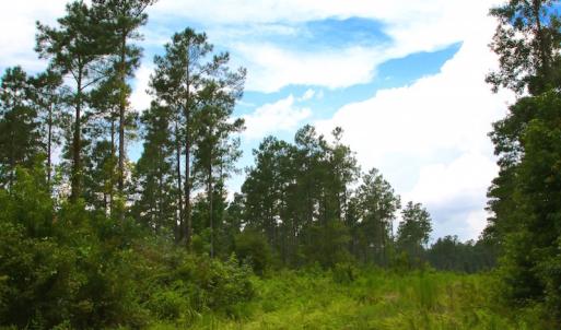 Photo of UNDER CONTRACT!  217 ac Timber and Hunting Land for Sale in Jones County NC!