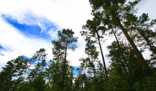 Photo of UNDER CONTRACT!  217 ac Timber and Hunting Land for Sale in Jones County NC!