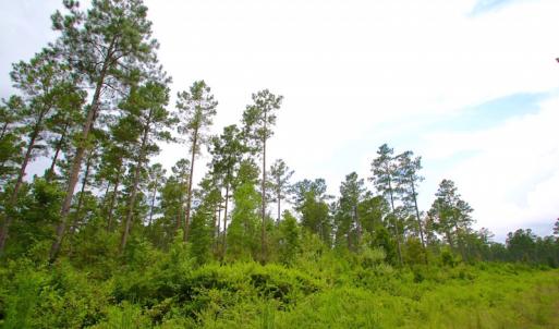 Photo of UNDER CONTRACT!  217 ac Timber and Hunting Land for Sale in Jones County NC!