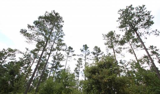 Photo of UNDER CONTRACT!  217 ac Timber and Hunting Land for Sale in Jones County NC!