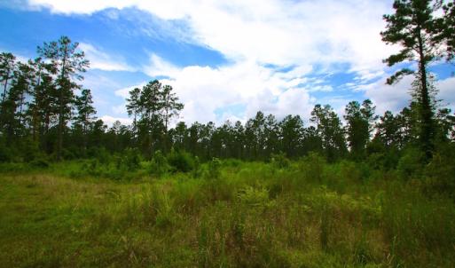 Photo of UNDER CONTRACT!  217 ac Timber and Hunting Land for Sale in Jones County NC!