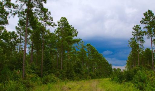 Photo of UNDER CONTRACT!  217 ac Timber and Hunting Land for Sale in Jones County NC!