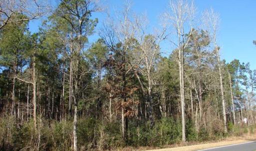 Photo of SOLD!  45 Acres of Hunting and Timber Land For Sale in Columbus County NC!