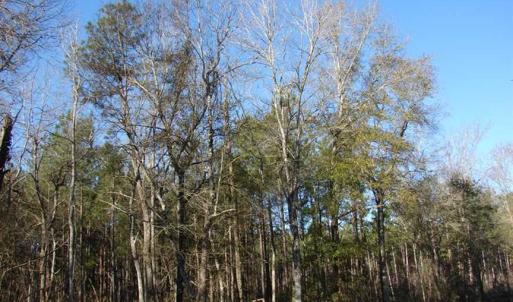 Photo of SOLD!  45 Acres of Hunting and Timber Land For Sale in Columbus County NC!