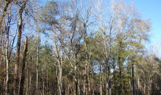 Photo of SOLD!  45 Acres of Hunting and Timber Land For Sale in Columbus County NC!