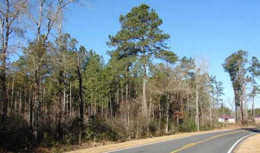 Photo of SOLD!  45 Acres of Hunting and Timber Land For Sale in Columbus County NC!
