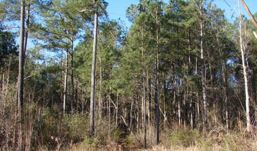 Photo of SOLD!  45 Acres of Hunting and Timber Land For Sale in Columbus County NC!