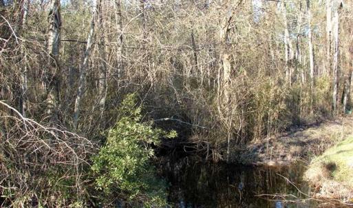 Photo of SOLD!  45 Acres of Hunting and Timber Land For Sale in Columbus County NC!