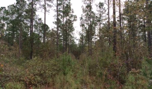 Photo of UNDER CONTRACT!  158 Acres of Land for Sale in Jones County NC!