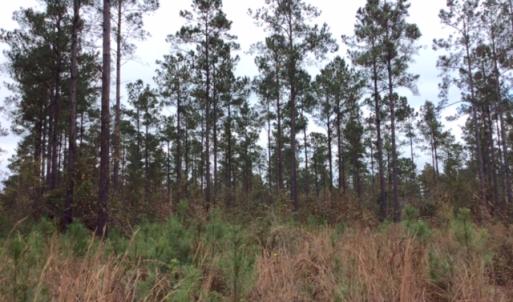 Photo of UNDER CONTRACT!  158 Acres of Land for Sale in Jones County NC!