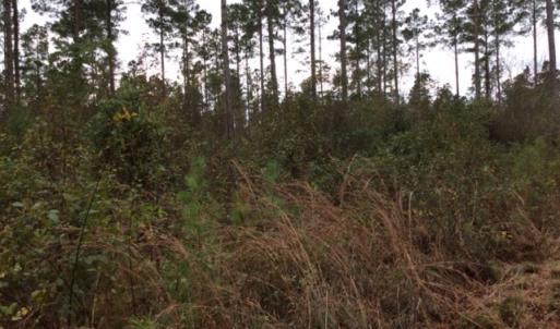 Photo of UNDER CONTRACT!  158 Acres of Land for Sale in Jones County NC!
