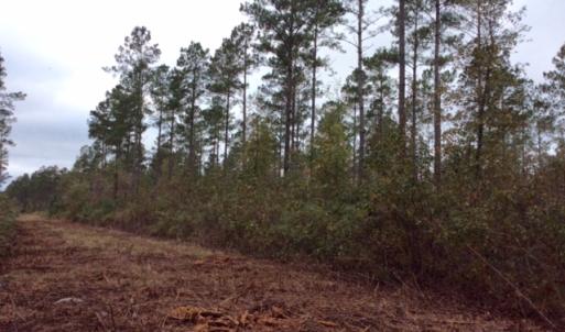 Photo of UNDER CONTRACT!  158 Acres of Land for Sale in Jones County NC!