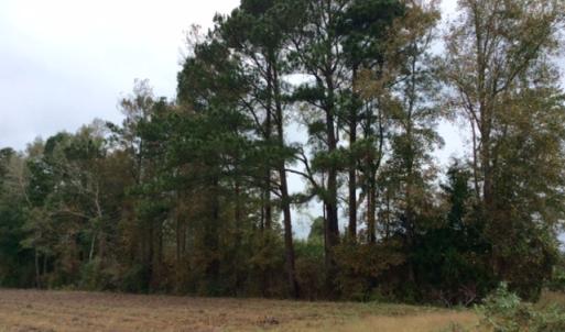 Photo of UNDER CONTRACT!  158 Acres of Land for Sale in Jones County NC!