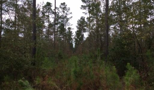Photo of UNDER CONTRACT!  158 Acres of Land for Sale in Jones County NC!