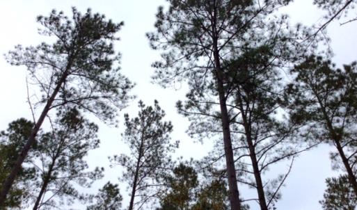 Photo of UNDER CONTRACT!  158 Acres of Land for Sale in Jones County NC!
