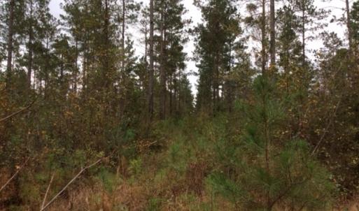 Photo of UNDER CONTRACT!  158 Acres of Land for Sale in Jones County NC!