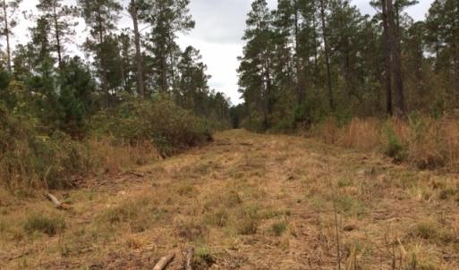 Photo of UNDER CONTRACT!  158 Acres of Land for Sale in Jones County NC!
