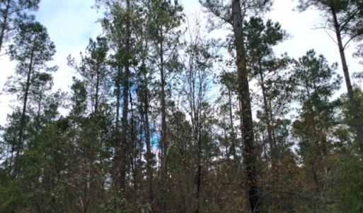 Photo of UNDER CONTRACT!  158 Acres of Land for Sale in Jones County NC!