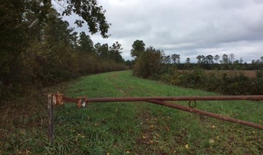 Photo of UNDER CONTRACT!  158 Acres of Land for Sale in Jones County NC!