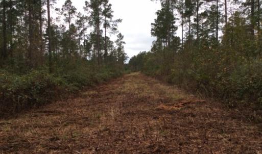 Photo of UNDER CONTRACT!  158 Acres of Land for Sale in Jones County NC!