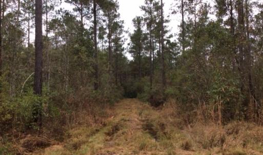 Photo of UNDER CONTRACT!  158 Acres of Land for Sale in Jones County NC!