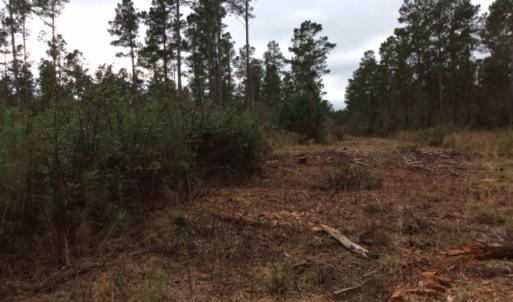 Photo of UNDER CONTRACT!  158 Acres of Land for Sale in Jones County NC!
