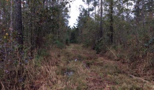 Photo of UNDER CONTRACT!  158 Acres of Land for Sale in Jones County NC!