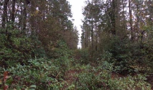 Photo of UNDER CONTRACT!  158 Acres of Land for Sale in Jones County NC!