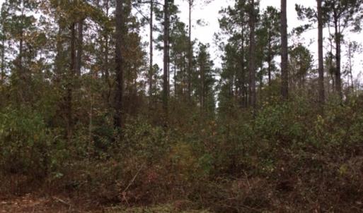 Photo of UNDER CONTRACT!  158 Acres of Land for Sale in Jones County NC!