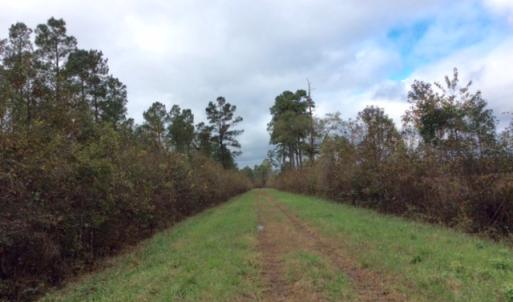 Photo of UNDER CONTRACT!  158 Acres of Land for Sale in Jones County NC!