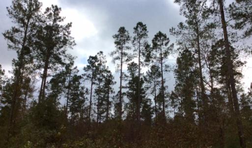 Photo of UNDER CONTRACT!  158 Acres of Land for Sale in Jones County NC!