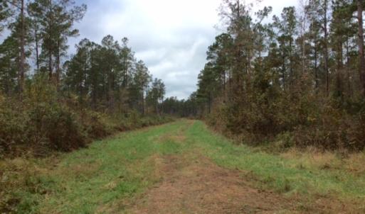 Photo of UNDER CONTRACT!  158 Acres of Land for Sale in Jones County NC!