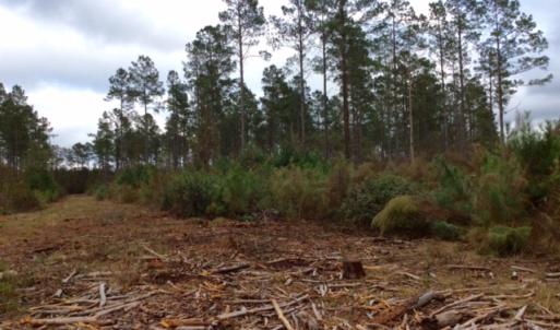 Photo of UNDER CONTRACT!  158 Acres of Land for Sale in Jones County NC!