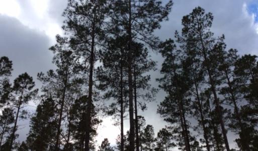 Photo of UNDER CONTRACT!  158 Acres of Land for Sale in Jones County NC!