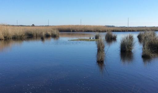 Photo of UNDER CONTRACT!  286 ac Waterfront Hunting Land for Sale in Hyde County NC!