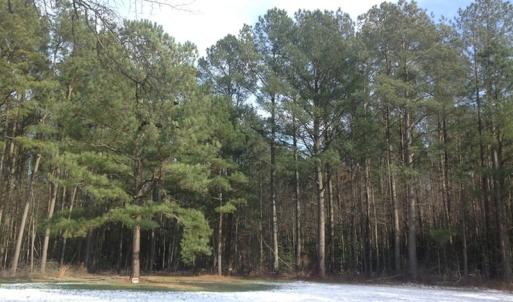 Photo of SOLD!  26 Acres of Hunting Land with Home Site For Sale in Accomack County VA!