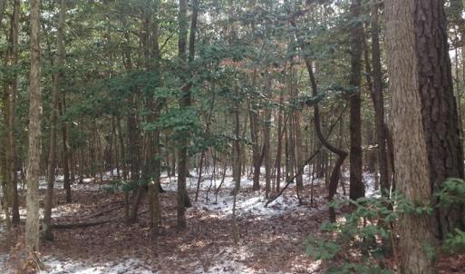 Photo of SOLD!  26 Acres of Hunting Land with Home Site For Sale in Accomack County VA!