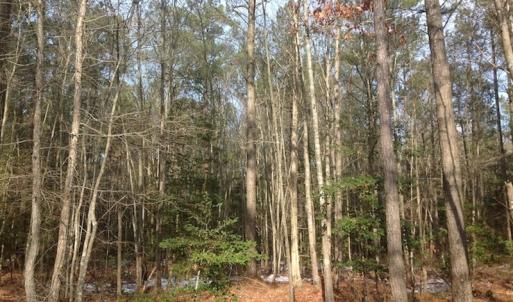 Photo of SOLD!  26 Acres of Hunting Land with Home Site For Sale in Accomack County VA!