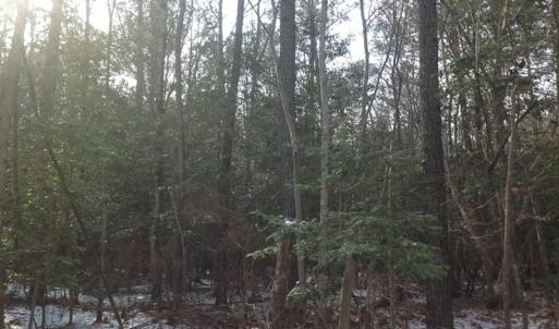 Photo of SOLD!  26 Acres of Hunting Land with Home Site For Sale in Accomack County VA!