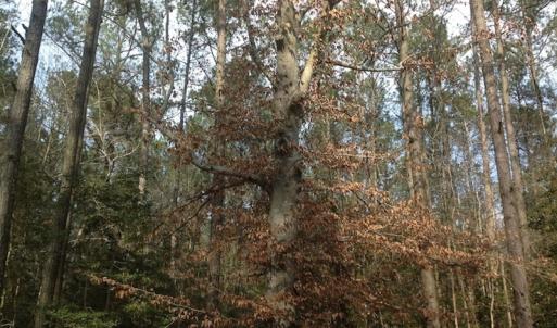 Photo of SOLD!  26 Acres of Hunting Land with Home Site For Sale in Accomack County VA!